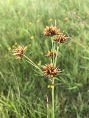 Rhynchospora indianolensis
