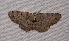 Aethalura intertexta