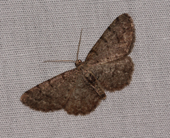 Aethalura intertexta