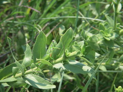 Hesperotettix viridis