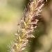 Buffelgrass - Photo (c) Luis Vigosa, some rights reserved (CC BY-NC), uploaded by Luis Vigosa