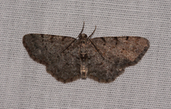 Aethalura intertexta