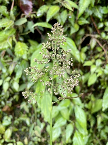 Isachne arundinacea