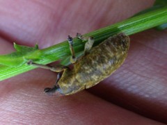 Cyphocleonus trisulcatus