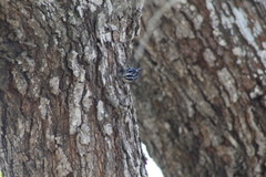 Mniotilta varia