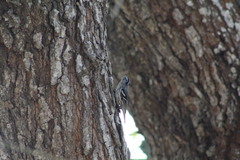 Mniotilta varia