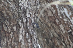 Mniotilta varia
