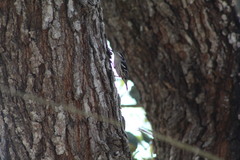 Mniotilta varia