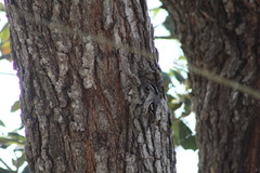Mniotilta varia