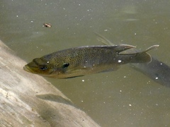 Lepomis punctatus