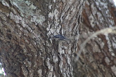 Mniotilta varia