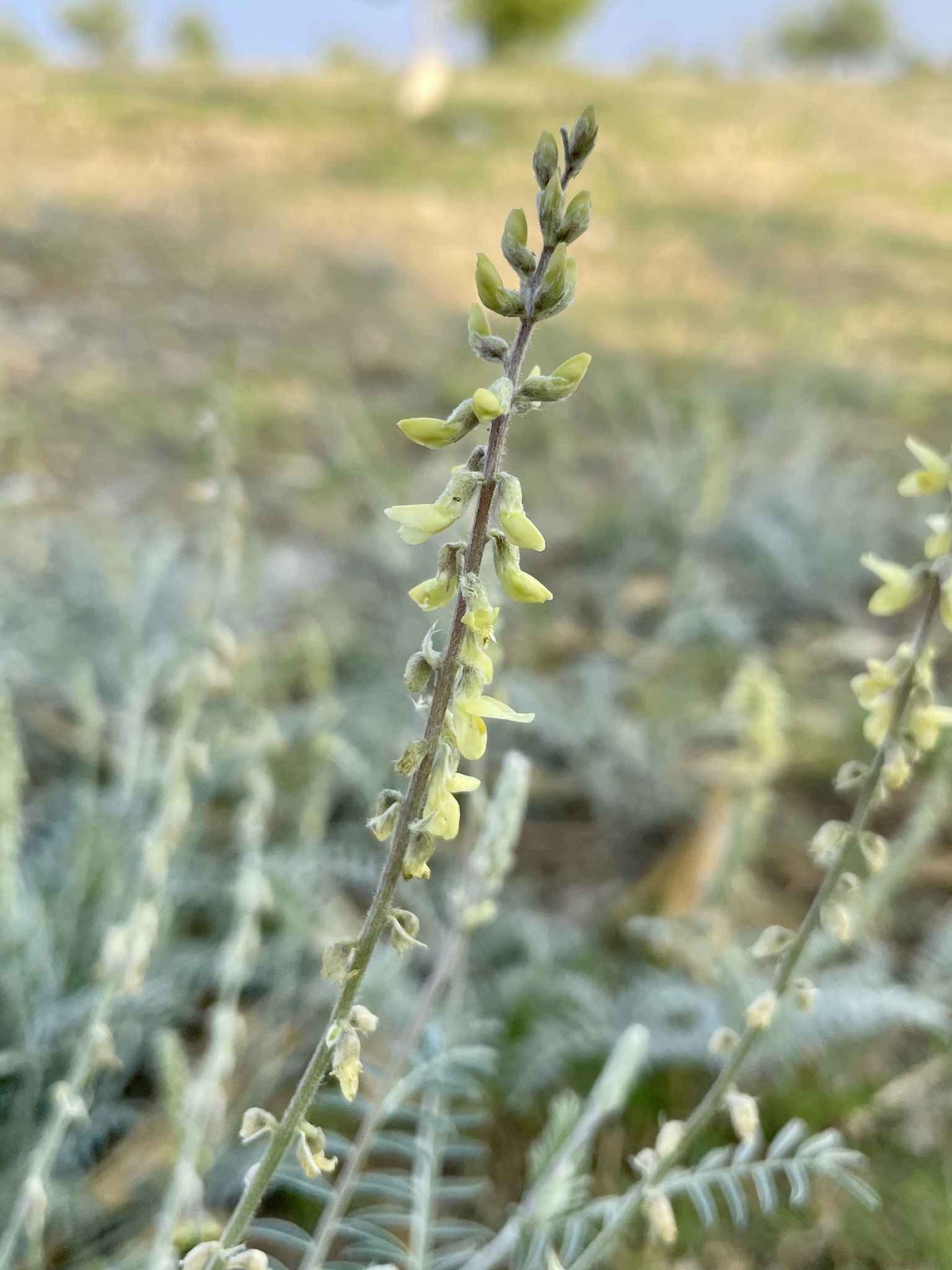 Astragalus hartwegii