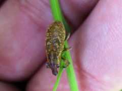 Cyphocleonus trisulcatus