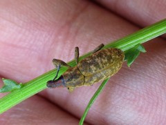 Cyphocleonus trisulcatus