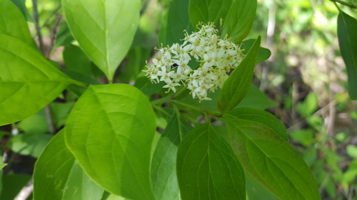 Gray dogwood (Cornus racemosa)