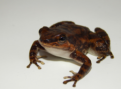 Rheobates pseudopalmatus