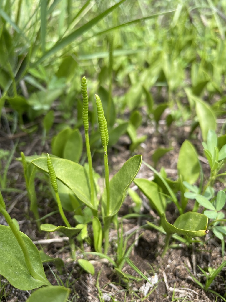 limestone adder's-tongue from C.U., Ciudad de México, CDMX, México on ...