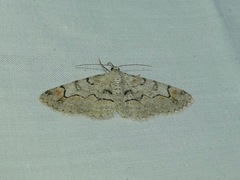 Iridopsis larvaria