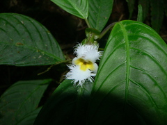 Drymonia brochidodroma