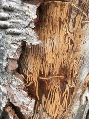 Dendroctonus
