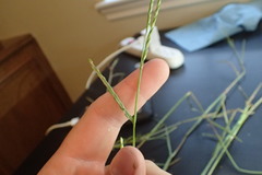 Urochloa platyphylla