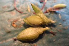 Urochloa platyphylla