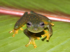 Sachatamia punctulata