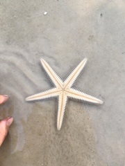 Astropecten duplicatus