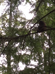 Aegolius acadicus brooksi