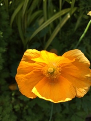 Glandora prostrata lusitanica