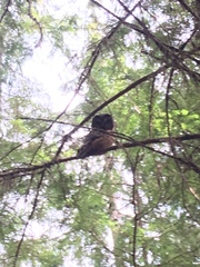 Aegolius acadicus brooksi