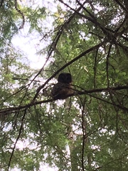 Aegolius acadicus brooksi