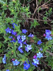 Glandora prostrata lusitanica