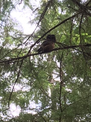 Aegolius acadicus brooksi