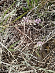 Astragalus gracilis