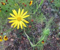 Xanthisma texanum drummondii
