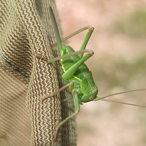 Zapatero's Saddle Bush-cricket