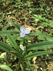 Tradescantia subaspera