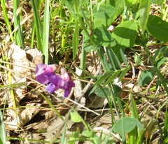 Lathyrus humilis