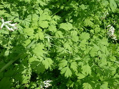 Fumaria capreolata capreolata