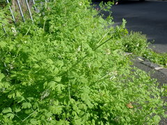 Fumaria capreolata capreolata