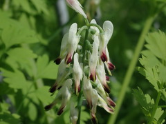 Fumaria capreolata capreolata