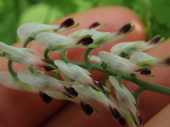 Fumaria capreolata capreolata