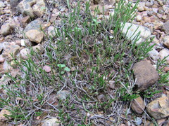 Selaginella corallina