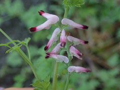 Fumaria muralis muralis