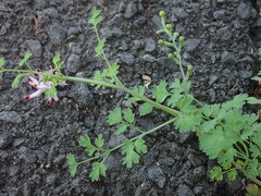 Fumaria muralis muralis