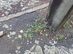 Fumaria muralis muralis