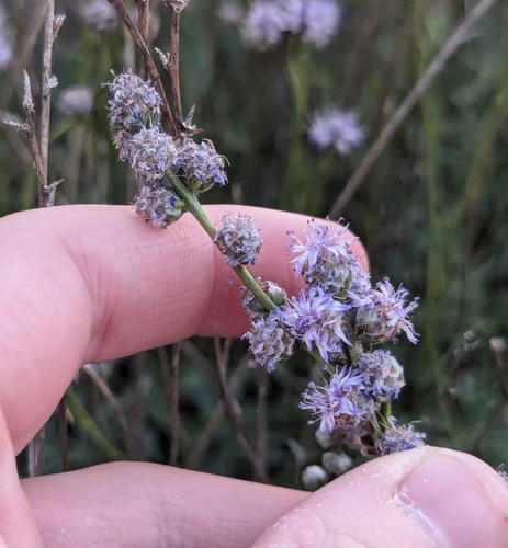 Globularia orientalis