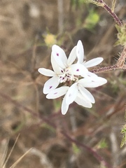 Osmadenia tenella