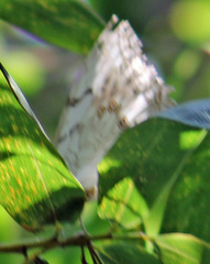 Morpho polyphemus polyphemus